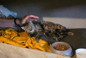 Alerte Découverte Chat   Femelle Payerne Suisse