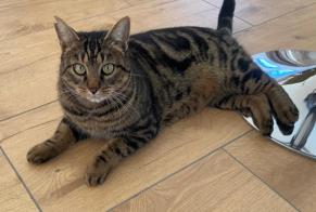 Alerte Disparition Chat croisement  Mâle , 6 ans Goumoëns Suisse