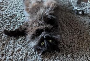 Alerte Disparition Chat  Femelle , 2 ans Ollon Suisse