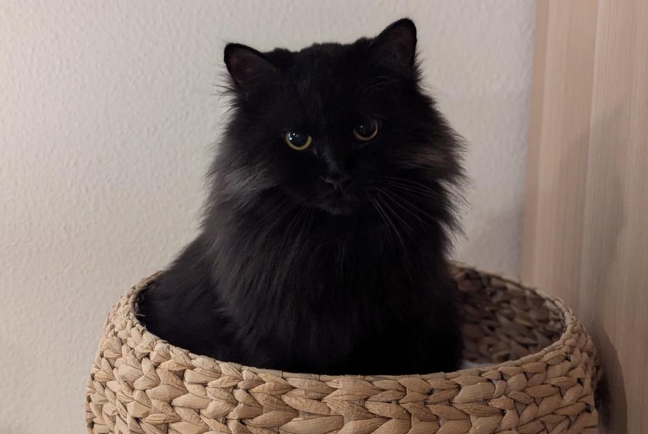 Alerte Disparition Chat  Femelle , 2 ans Ollon Suisse