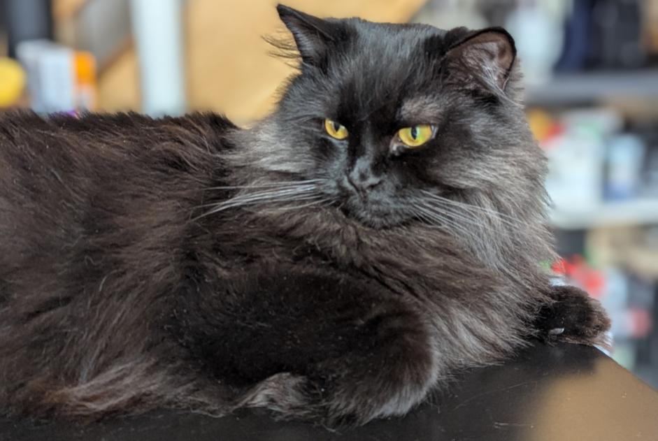 Alerte Disparition Chat  Femelle , 2 ans Ollon Suisse
