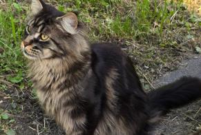 Alerte Découverte Chat  Inconnu Sembrancher Suisse
