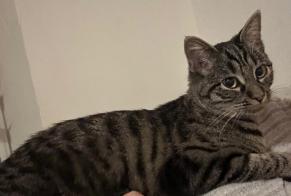 Alerte Disparition Chat Femelle , 1 ans Surpierre Suisse