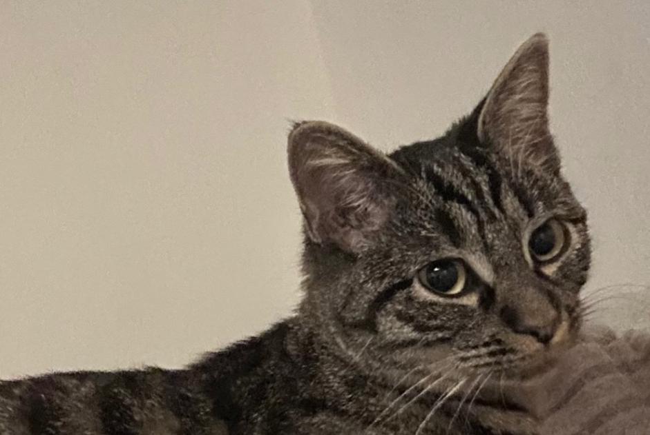 Alerte Disparition Chat Femelle , 1 ans Surpierre Suisse
