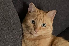 Alerte Disparition Chat Mâle , 7 ans Estavayer Suisse