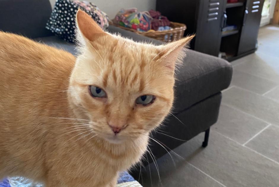 Alerte Disparition Chat Mâle , 7 ans Estavayer Suisse
