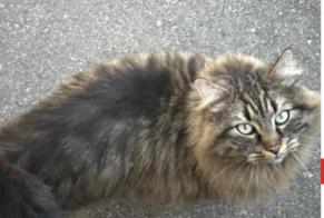 Alerte Découverte Chat  Inconnu Val-de-Ruz Suisse