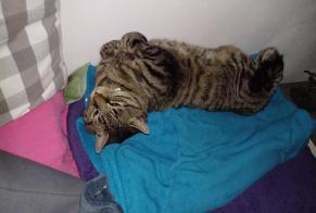 Alerte Disparition Chat  Mâle , 10 ans Payerne Suisse