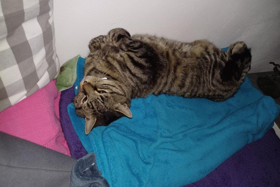 Alerte Disparition Chat  Mâle , 10 ans Payerne Suisse