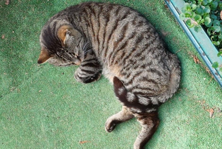 Alerte Disparition Chat  Mâle , 10 ans Payerne Suisse