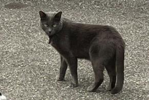 Alerte Disparition Chat Mâle , 1 ans Mies Suisse
