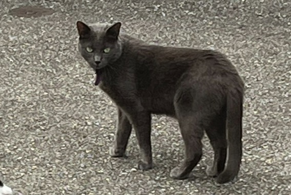Alerte Disparition Chat Mâle , 1 ans Mies Suisse