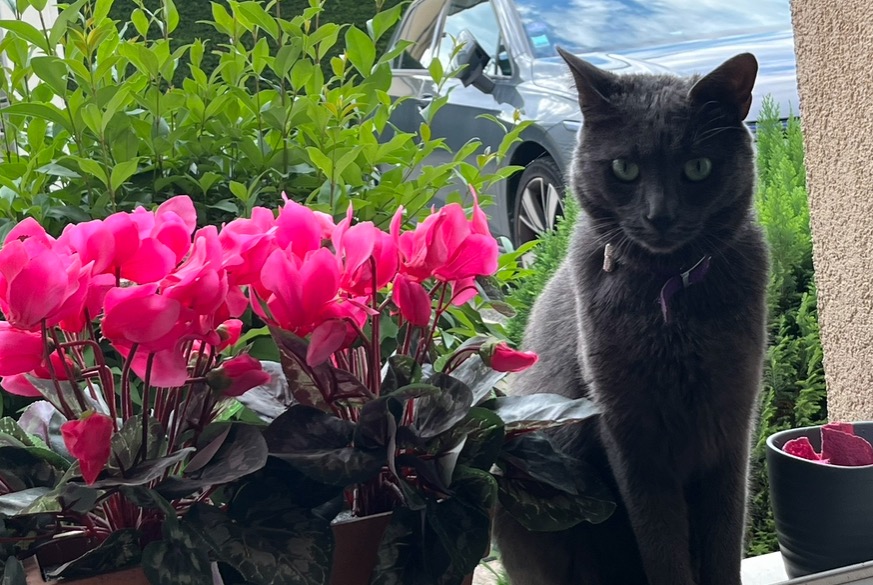 Alerte Disparition Chat Mâle , 1 ans Mies Suisse