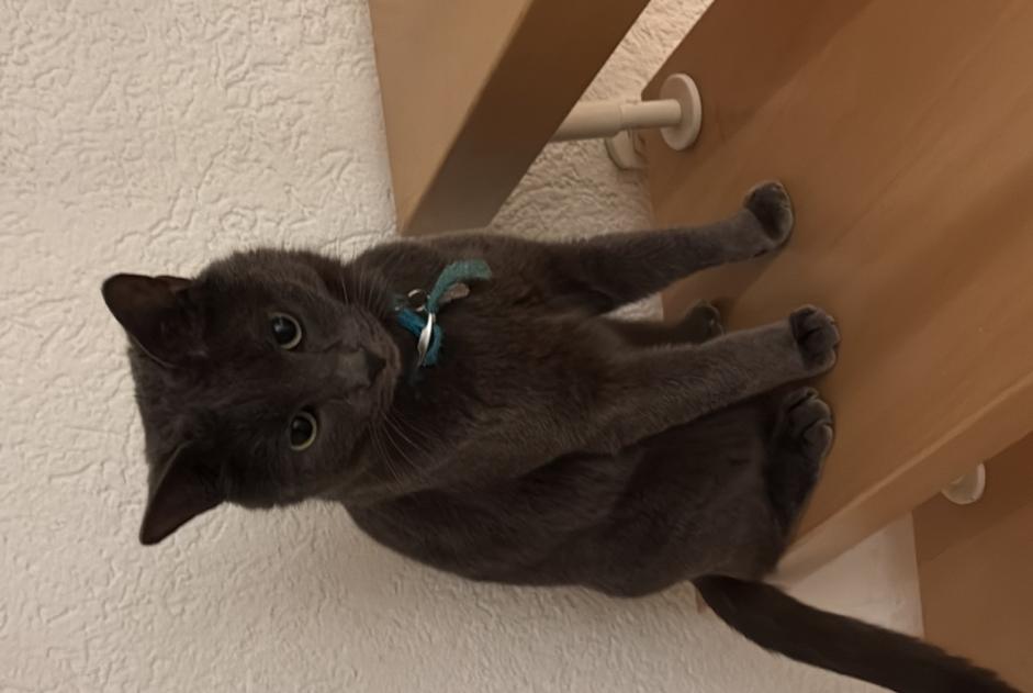 Alerte Disparition Chat Mâle , 1 ans Mies Suisse