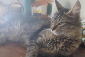 Alerte Disparition Chat  Femelle , 1 ans Gibloux Suisse