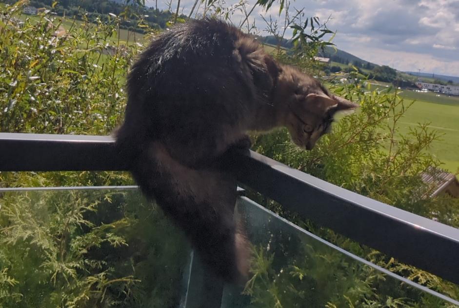Alerte Disparition Chat  Femelle , 1 ans Gibloux Suisse