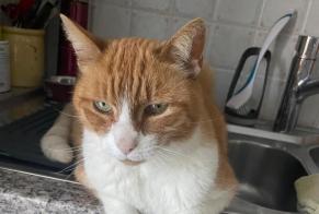 Alerte Disparition Chat Mâle , 18 ans Vevey Suisse