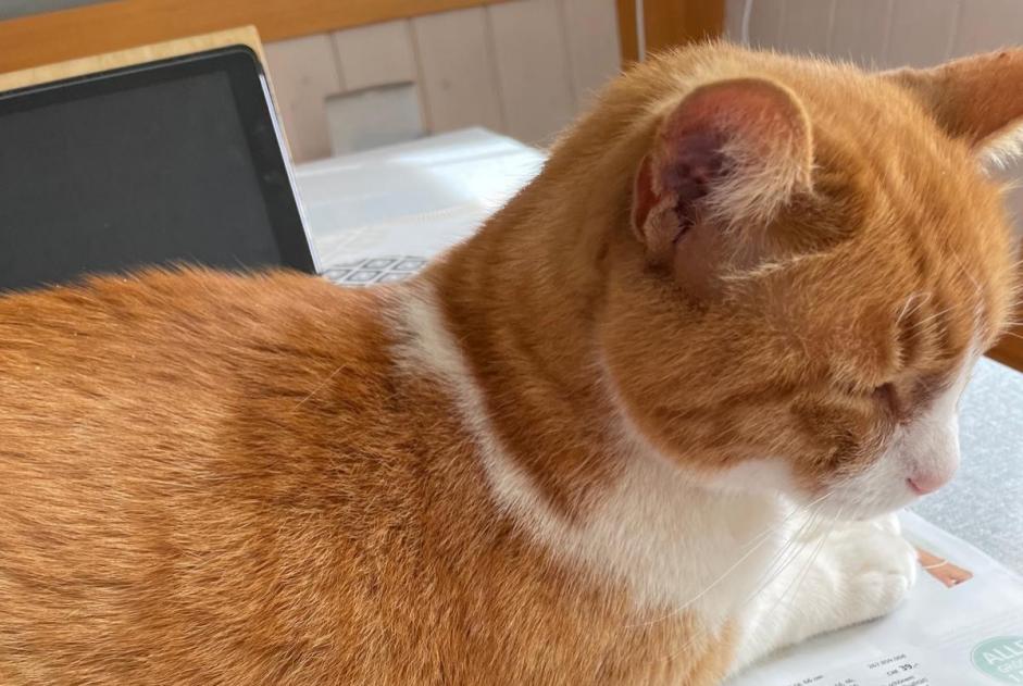 Alerte Disparition Chat Mâle , 18 ans Vevey Suisse