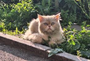 Alerte Découverte Chat Inconnu Le Grand-Saconnex Suisse