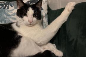 Alerte Disparition Chat croisement  Mâle , 8 ans Val-de-Ruz Suisse