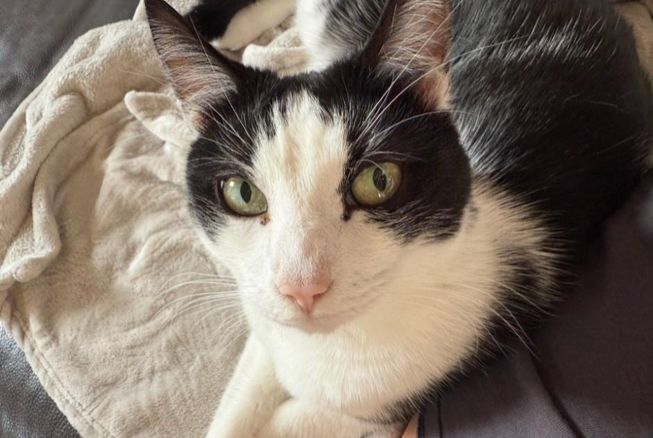 Alerte Disparition Chat croisement  Mâle , 8 ans Val-de-Ruz Suisse