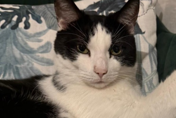 Alerte Disparition Chat croisement  Mâle , 8 ans Val-de-Ruz Suisse