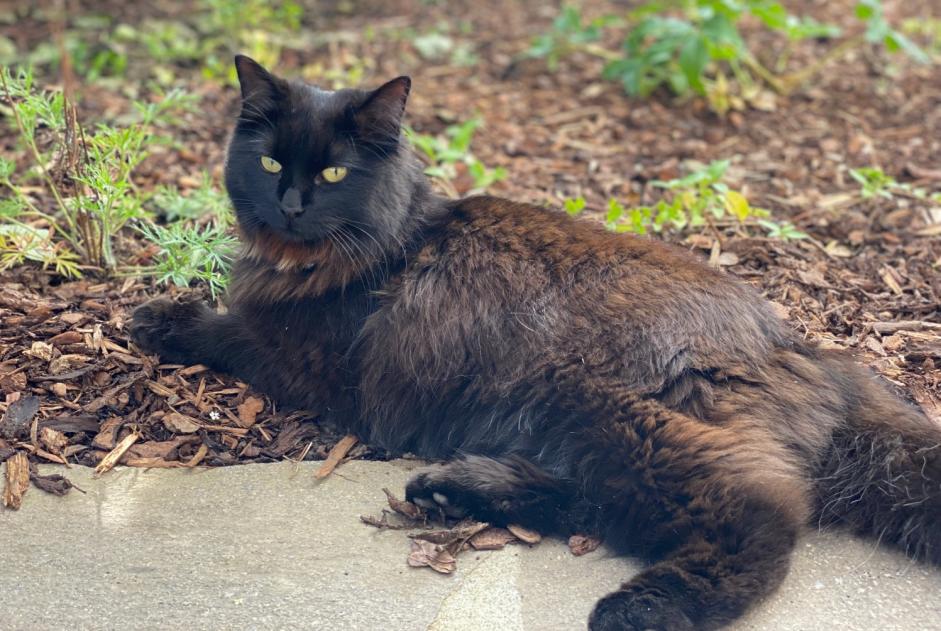 Alerte Disparition Chat  Femelle , 2 ans Cortaillod Suisse