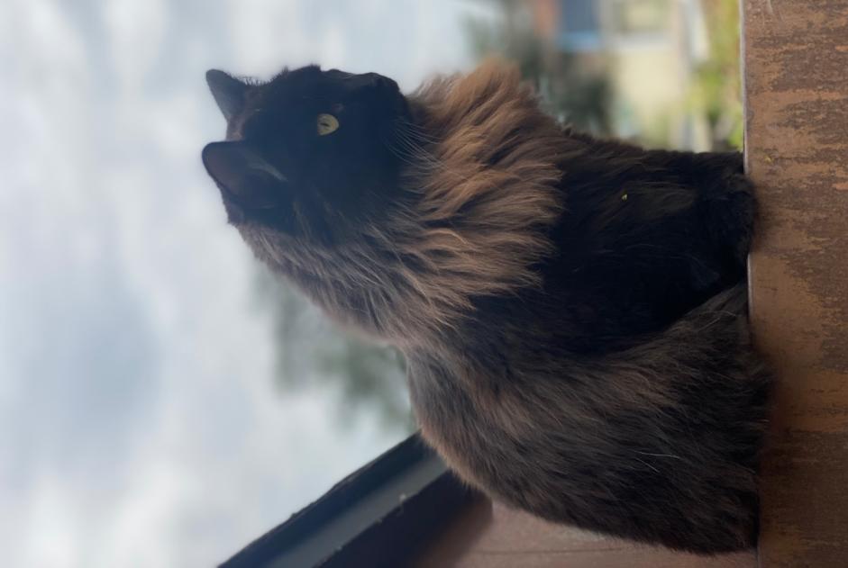 Alerte Disparition Chat  Femelle , 2 ans Cortaillod Suisse