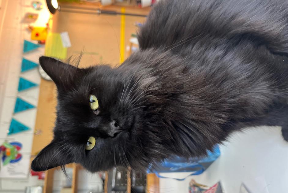 Alerte Disparition Chat  Femelle , 2 ans Cortaillod Suisse