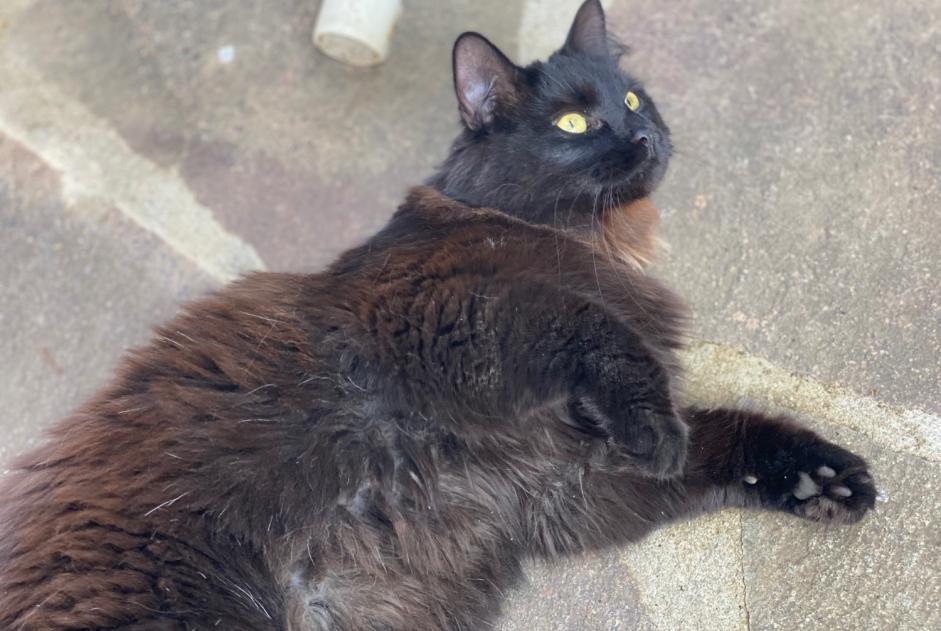Alerte Disparition Chat  Femelle , 2 ans Cortaillod Suisse