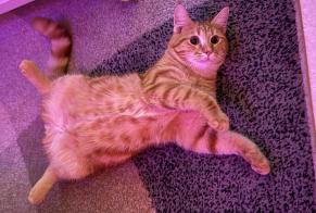 Alerte Disparition Chat croisement  Mâle , 1 ans Montilliez Suisse