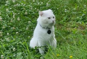 Alerte Découverte Chat  Mâle Chêne-Bourg Suisse