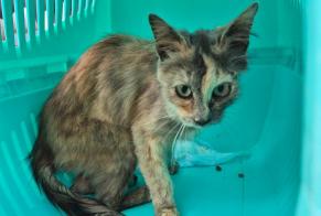 Alerte Découverte Chat Inconnu La Roche Suisse