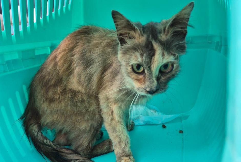 Alerte Découverte Chat Inconnu La Roche Suisse