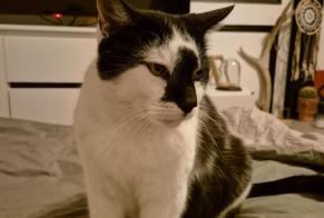 Alerte Disparition Chat Mâle , 12 ans Romainmôtier-Envy Suisse