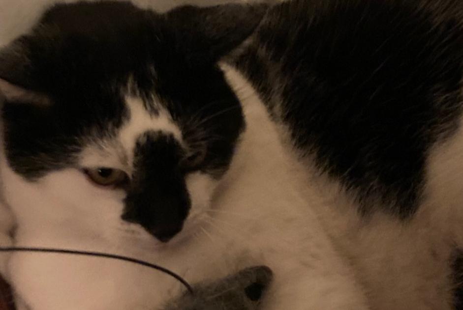 Alerte Disparition Chat Mâle , 12 ans Romainmôtier-Envy Suisse