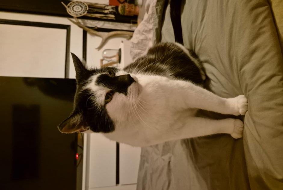 Alerte Disparition Chat Mâle , 12 ans Romainmôtier-Envy Suisse