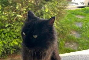 Alerte Découverte Chat Inconnu , 5 ans Pully Suisse