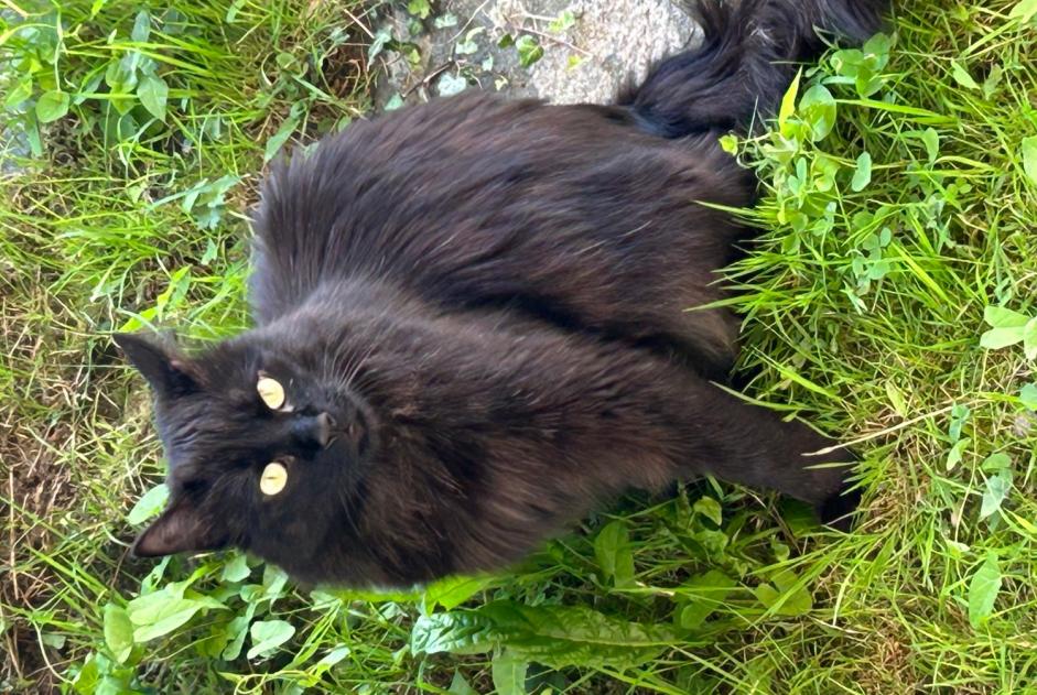 Alerte Découverte Chat Inconnu , 5 ans Pully Suisse