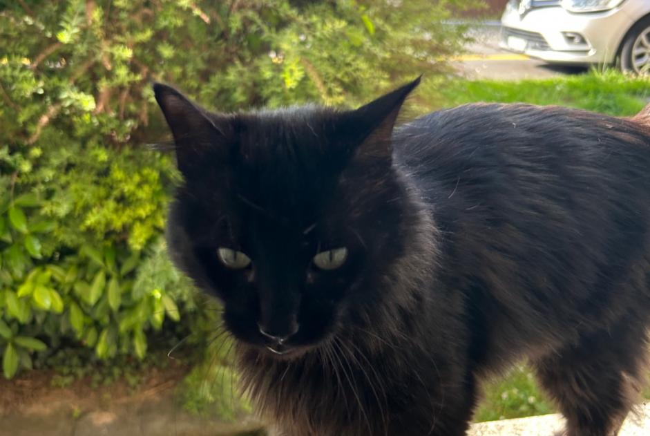 Alerte Découverte Chat Inconnu , 5 ans Pully Suisse