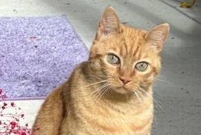 Alerte Disparition Chat Mâle , 11 ans La Chaux-de-Fonds Suisse