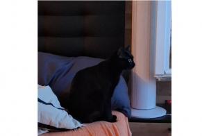 Alerte Disparition Chat  Femelle , 1 ans Cossonay Suisse