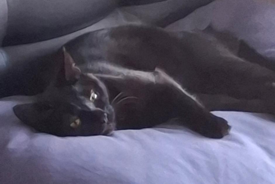 Alerte Disparition Chat  Femelle , 1 ans Cossonay Suisse