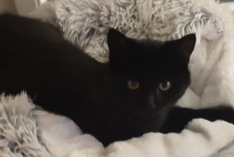 Alerte Disparition Chat  Femelle , 1 ans Cossonay Suisse