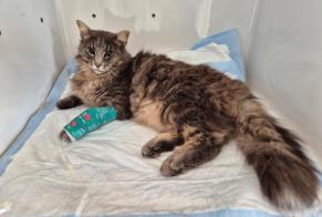 Alerte Découverte Chat croisement  Femelle Bex Suisse