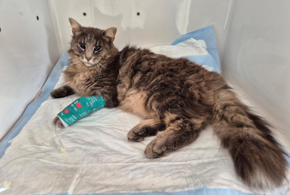 Alerte Découverte Chat croisement  Femelle Bex Suisse