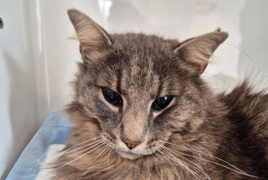 Alerte Découverte Chat croisement  Femelle Bex Suisse