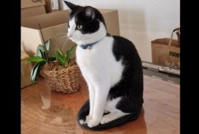 Alerte Disparition Chat Mâle , 2 ans La Sagne Suisse