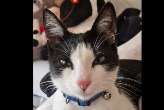 Alerte Disparition Chat Mâle , 2 ans La Sagne Suisse