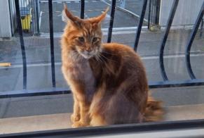 Alerte Disparition Chat  Mâle , 1 ans ROUBAIX France